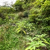 Plants: image 39 Of 208 Thumb
